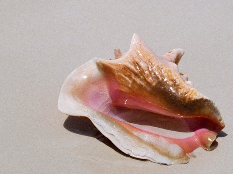 pink conch shell