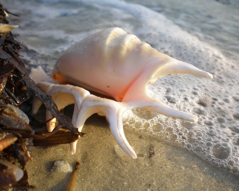 Pink Conch Shell — White