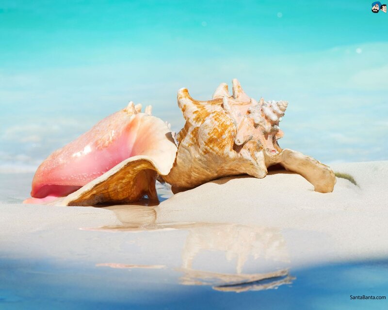 Pink Conch Shells on Beach