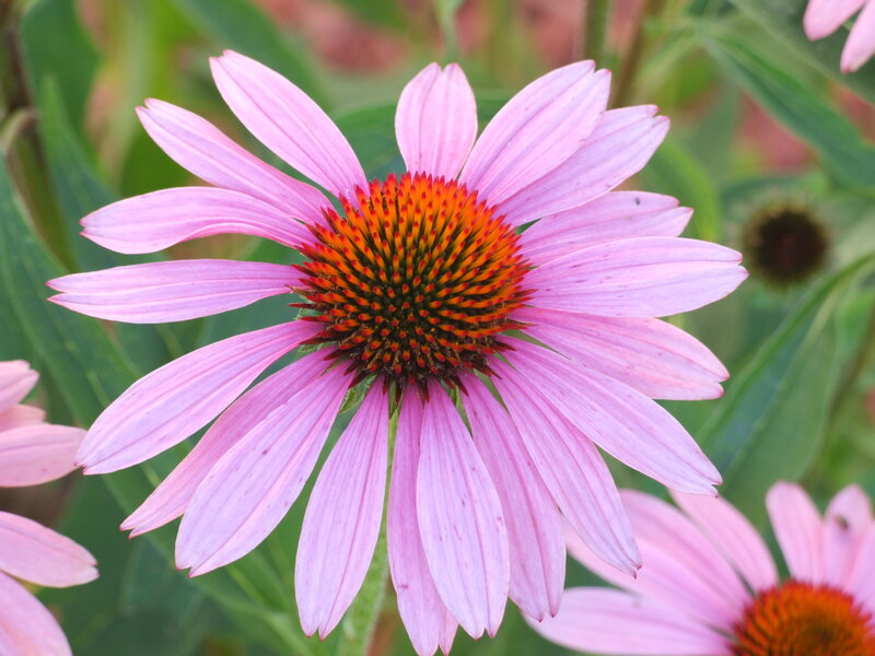 Pink Coneflower Bloom — Calm
