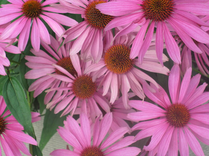 Pink Coneflower Blossoms