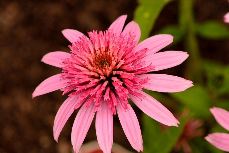 Pink Coneflower — Calm