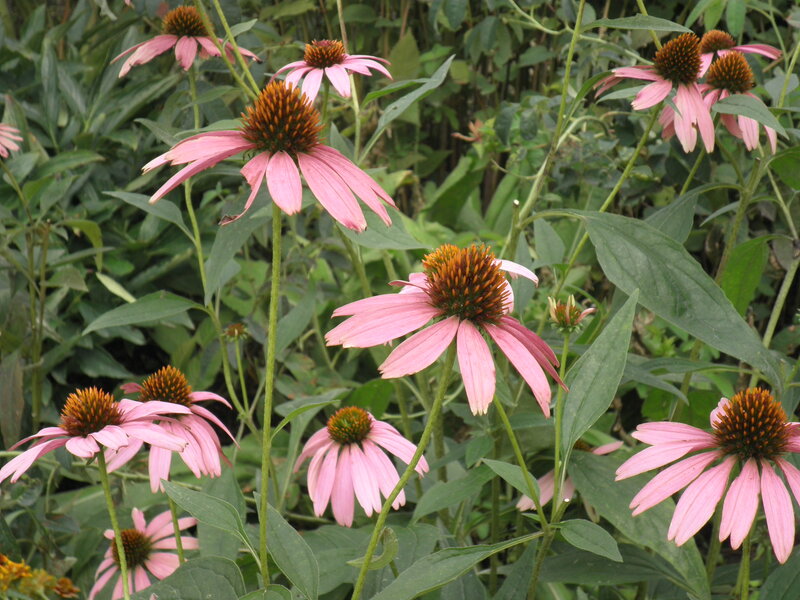 Pink Coneflower Flowers — Calm, Summer