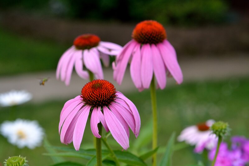 Pink Coneflower Flowers — Calm