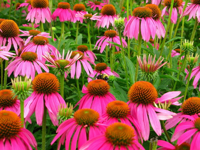 Pink Coneflower Garden