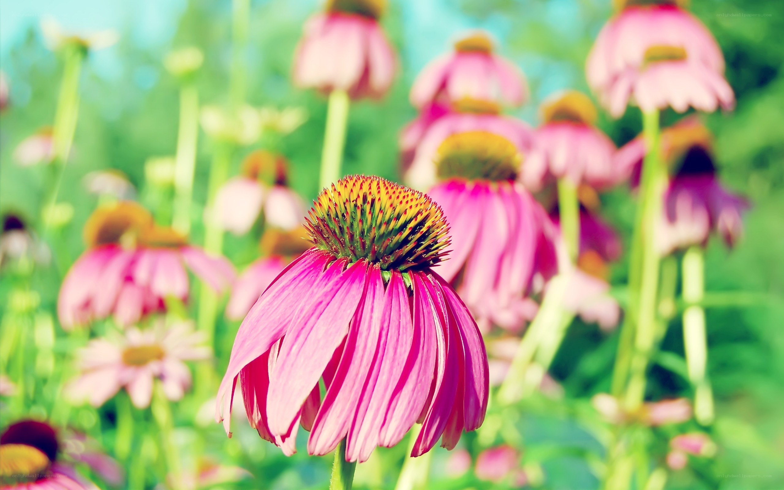 Pink coneflower in a field