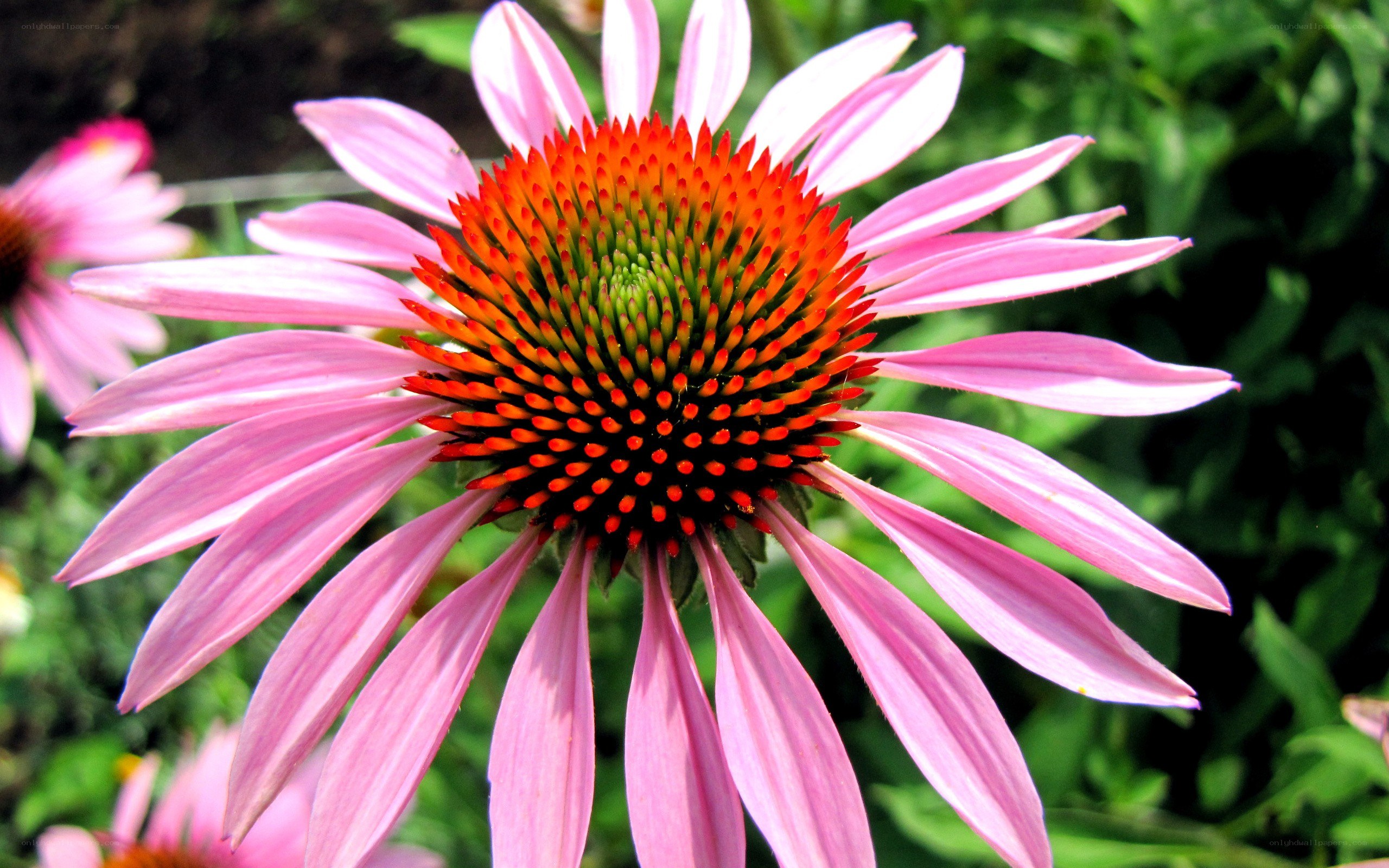 Pink coneflower in bloom