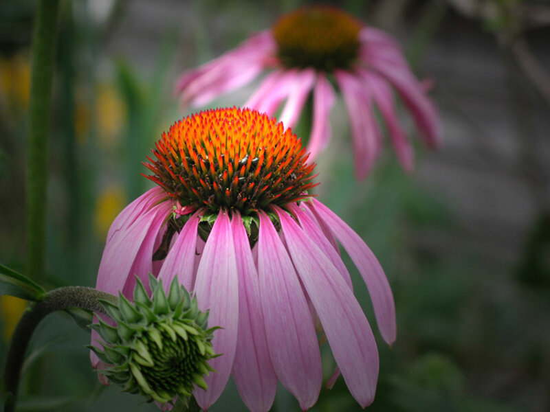 Pink coneflower in bloom