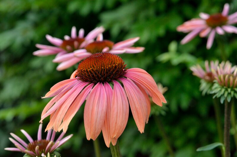 Pink Coneflower in Bloom — Calm, Summer
