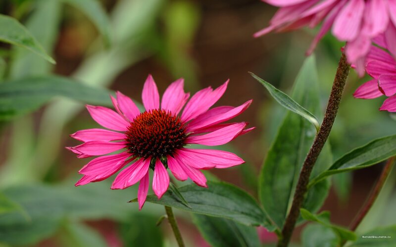 Pink Coneflower in Bloom — Calm