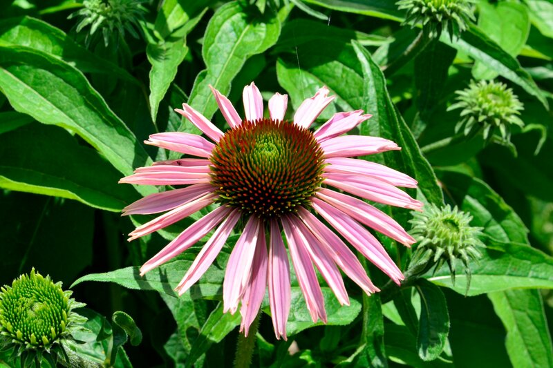 Pink Coneflower in Bloom — Natural