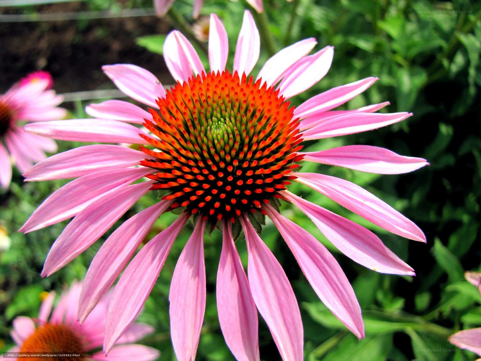 Pink coneflower in bloom