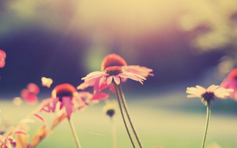 Pink Coneflower in Field — Serene