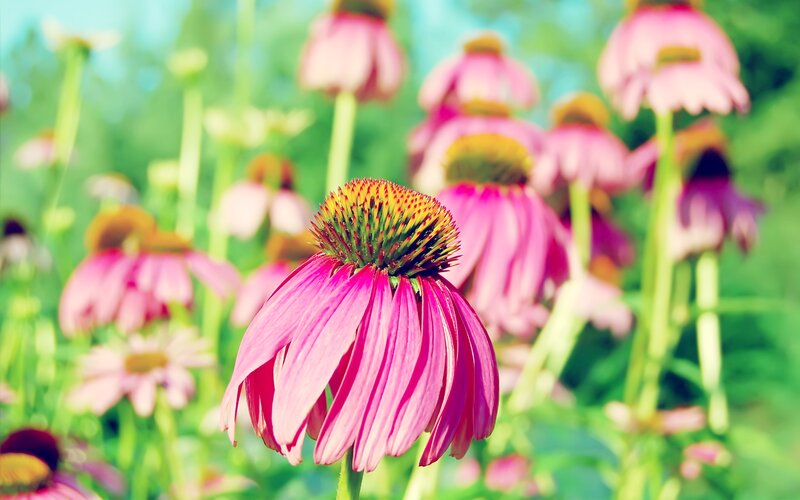 Pink Coneflower in Field