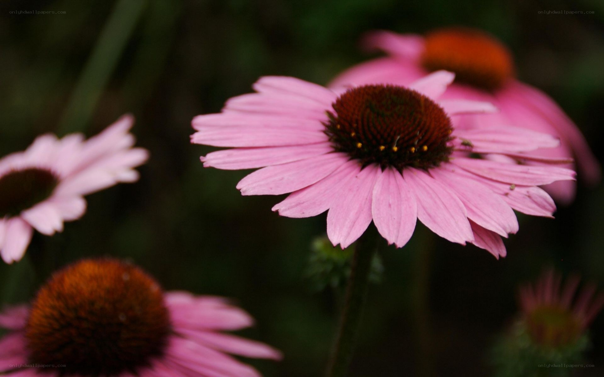 Pink coneflower in garden