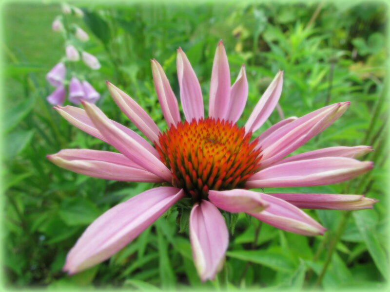 Pink Coneflower in Garden — Calm