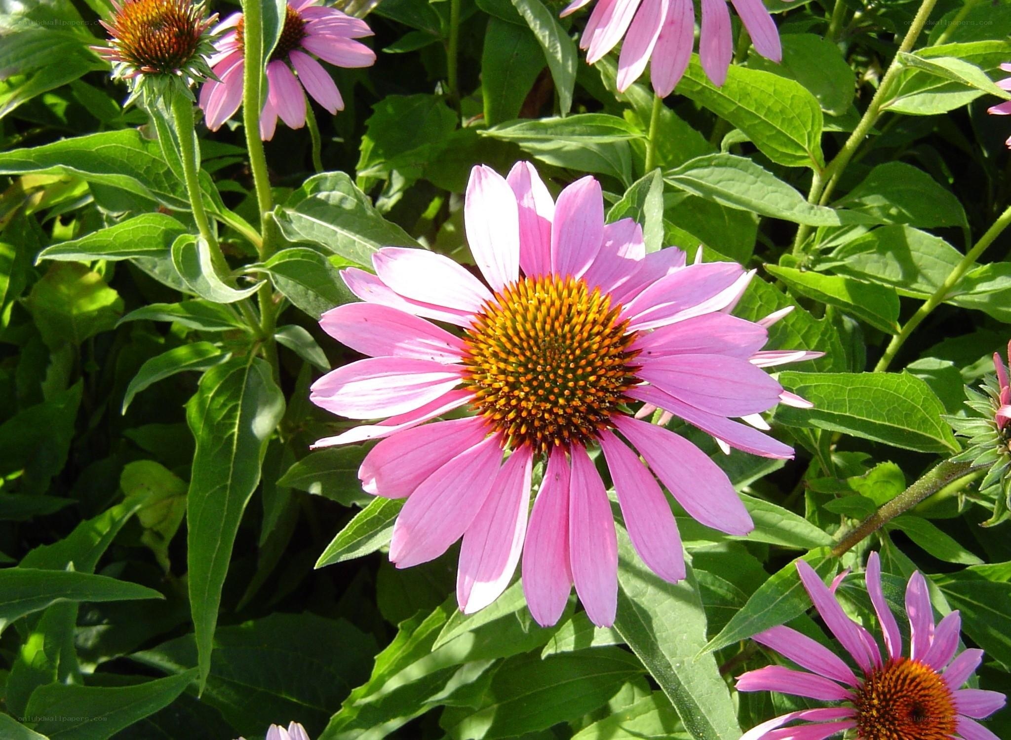 Pink coneflower in garden