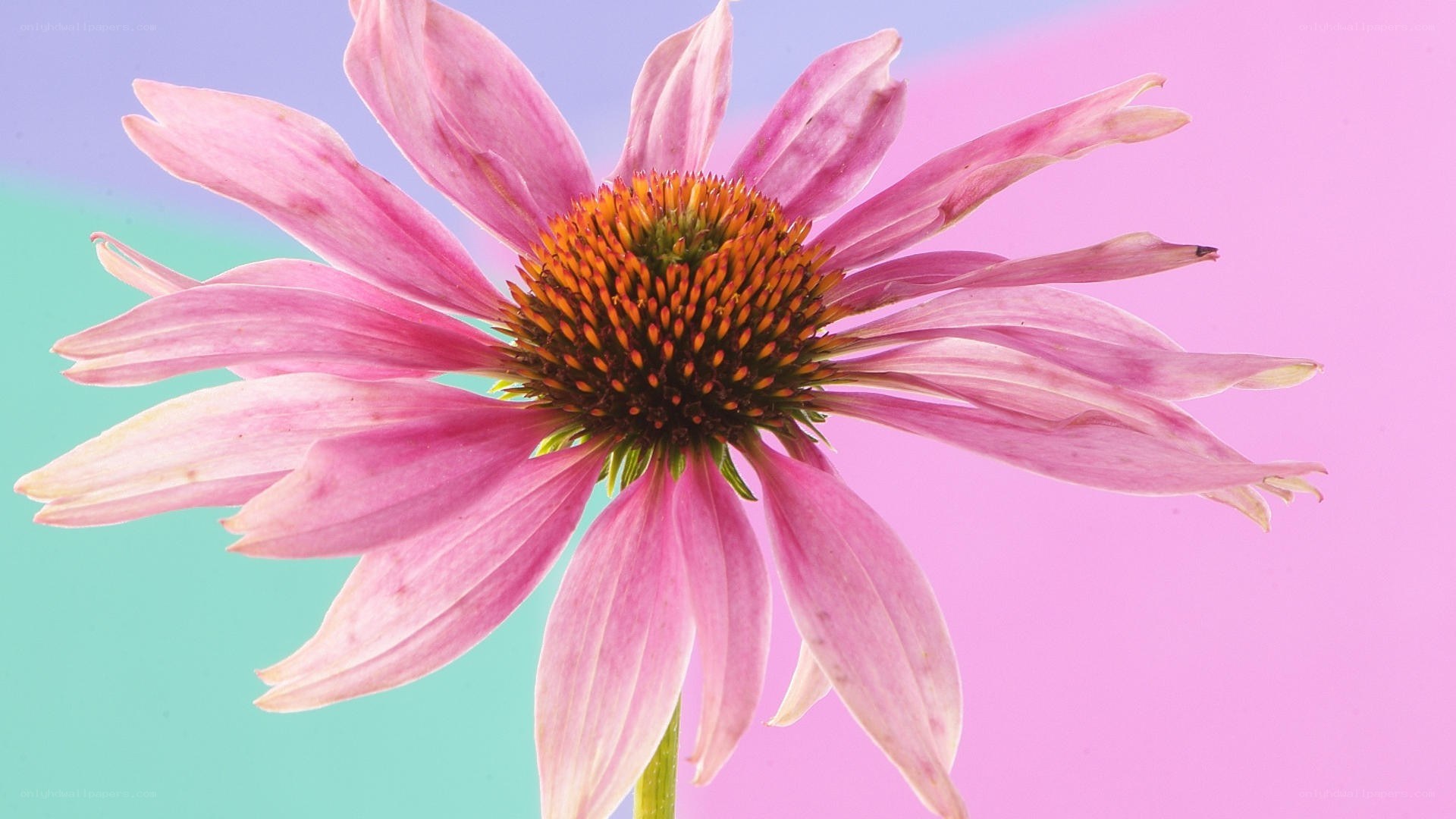 pink coneflower on colorful background