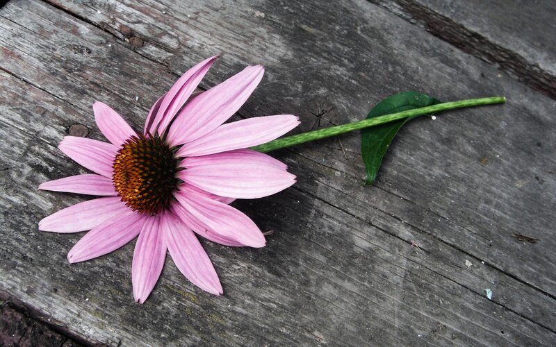 Pink Coneflower on Wood — Calm