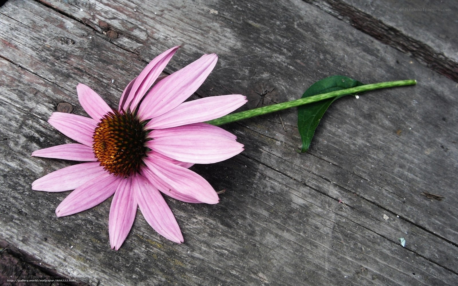Pink coneflower on wood