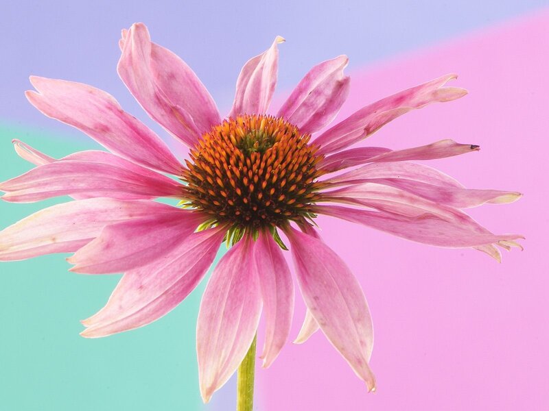 Pink Coneflower