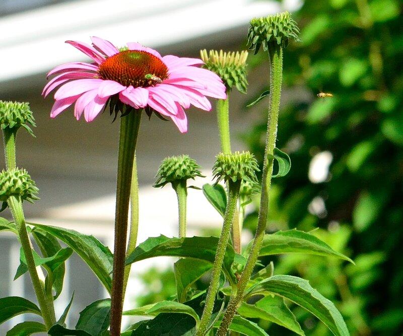 Pink Coneflower with Buds