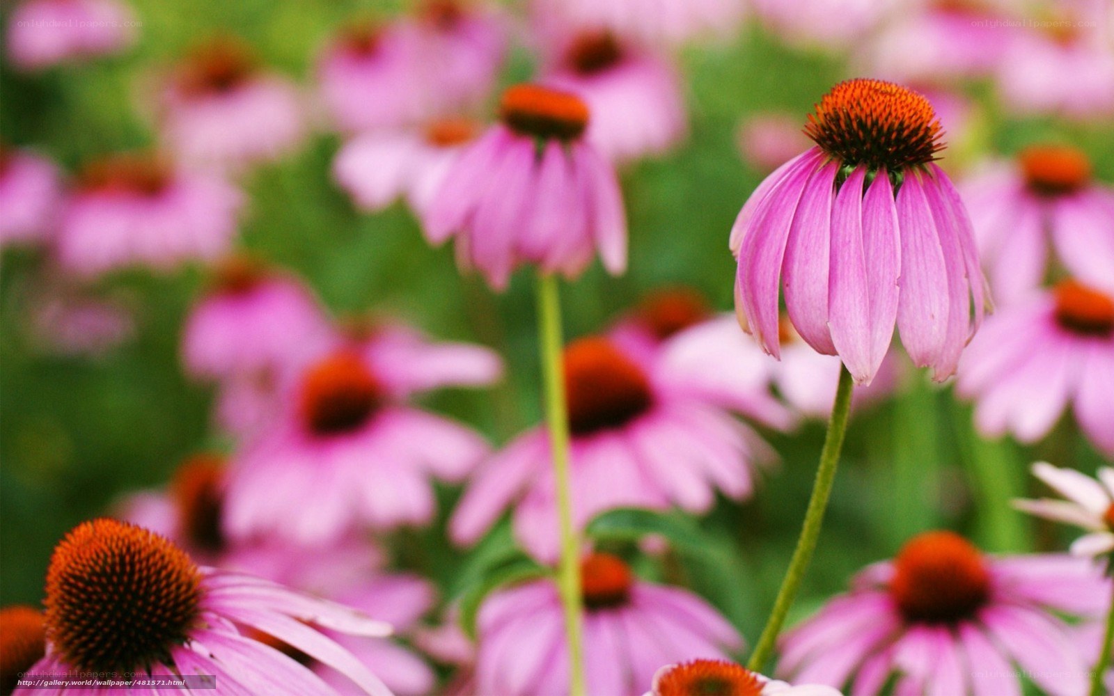 Pink coneflowers in a field