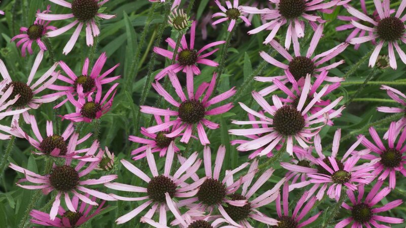 Pink coneflowers in a garden