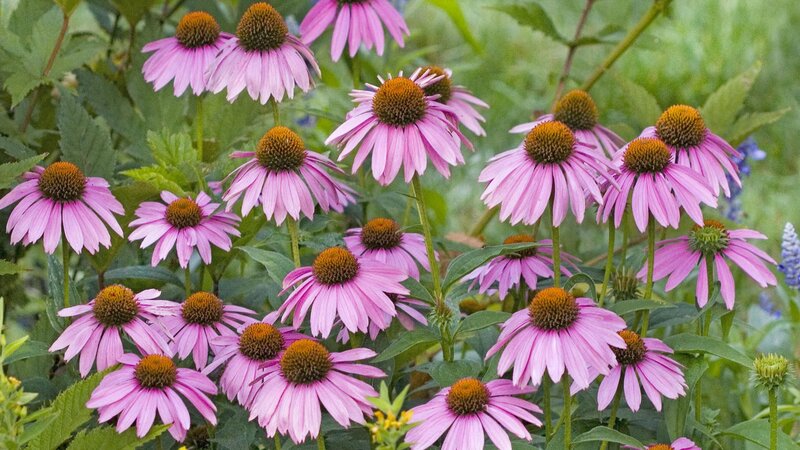 Pink coneflowers in a garden