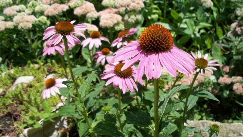Pink coneflowers in a garden