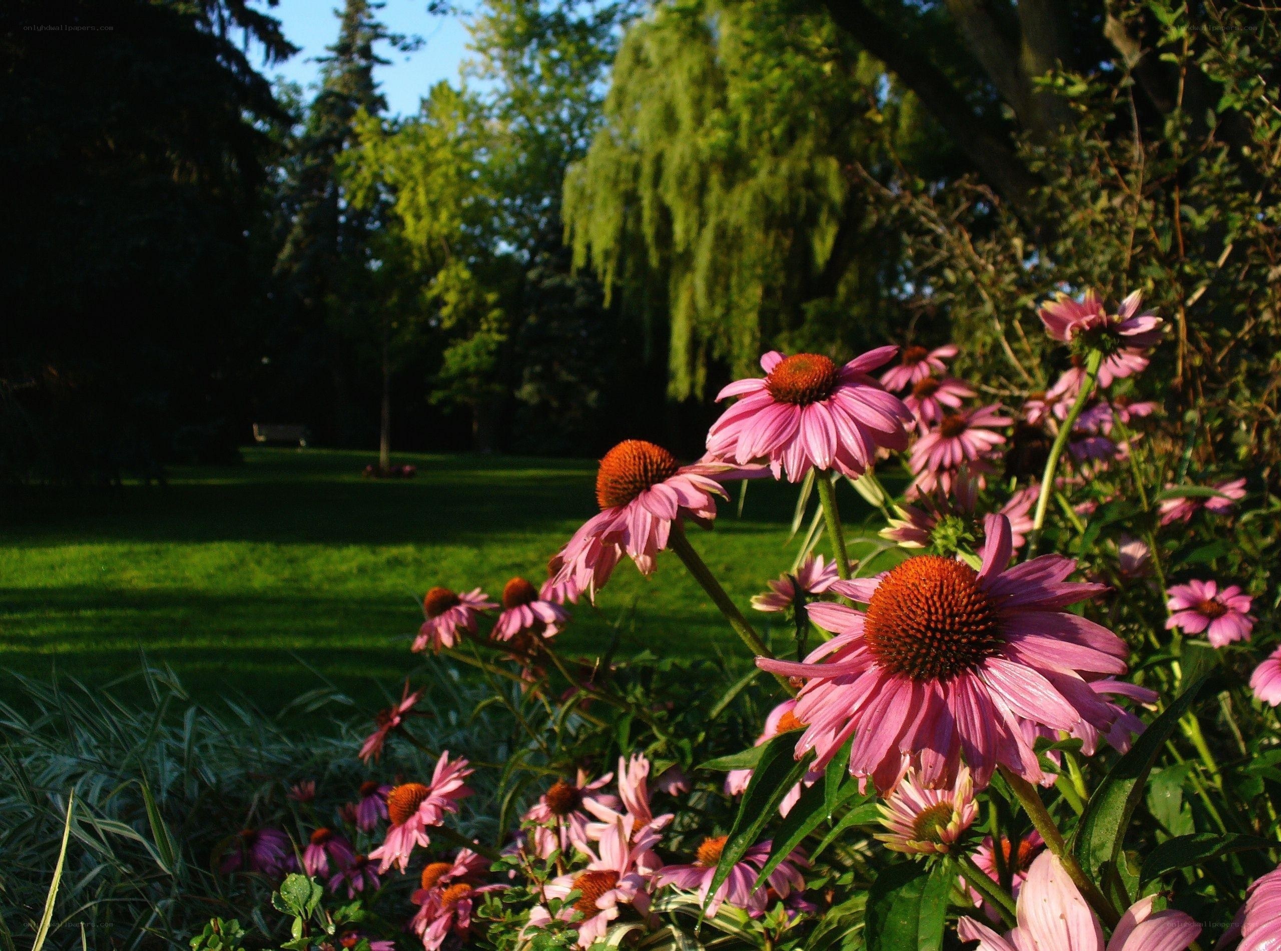 Pink coneflowers in a park