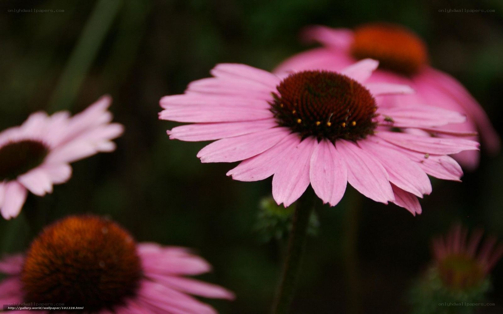 Pink coneflowers in bloom