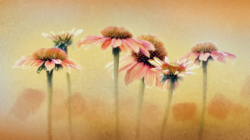 Pink Coneflowers in Field — Yellow