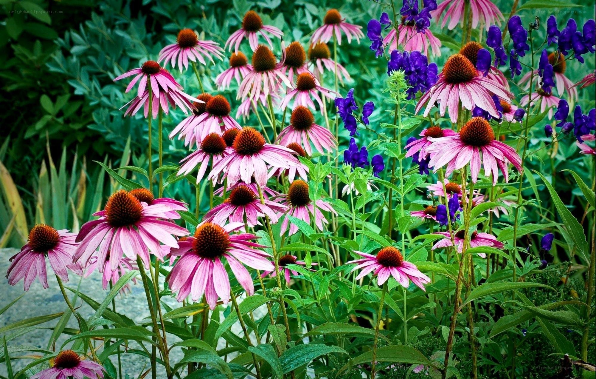 Pink coneflowers in garden