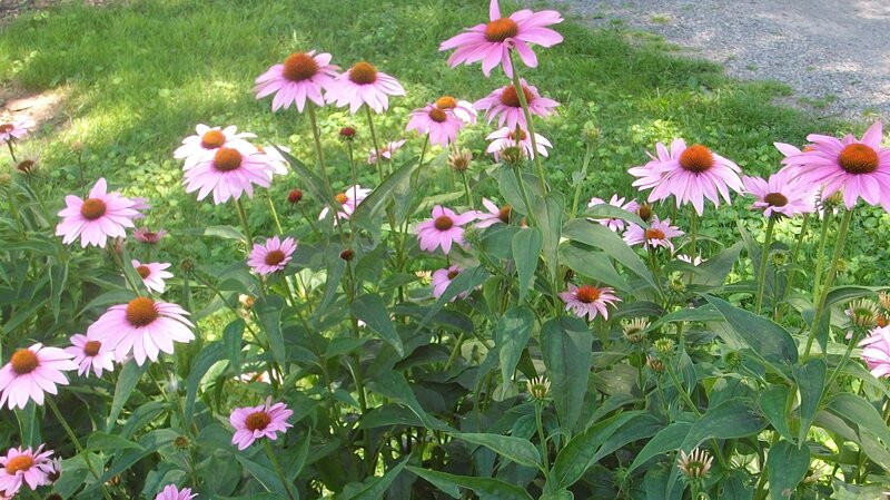 pink coneflowers in garden