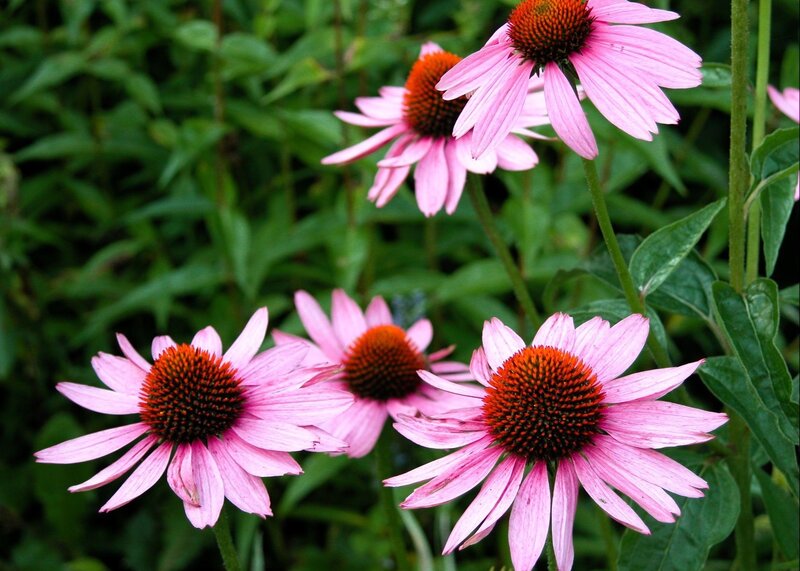 Pink Coneflowers in Garden — Calm