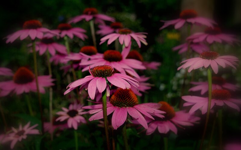 Pink Coneflowers in Garden — Natural, Photograph, Flowers