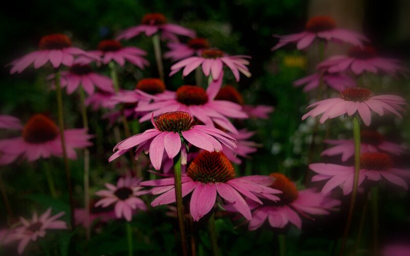 Pink Coneflowers in Garden — Natural, Photograph