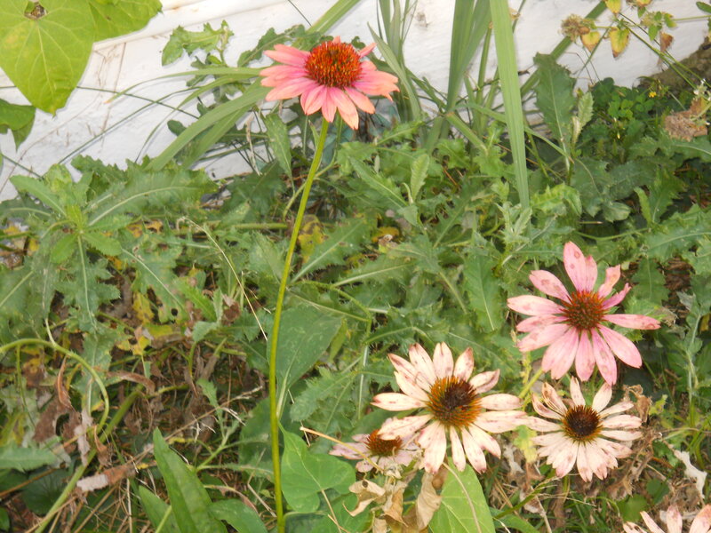 Pink Coneflowers in Garden — Natural