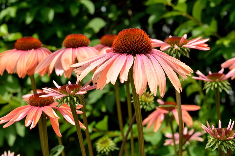 Pink Coneflowers in Garden — Serene