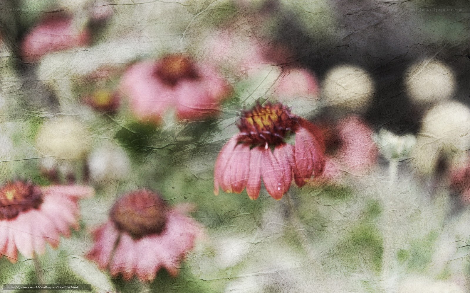 Pink coneflowers in soft focus