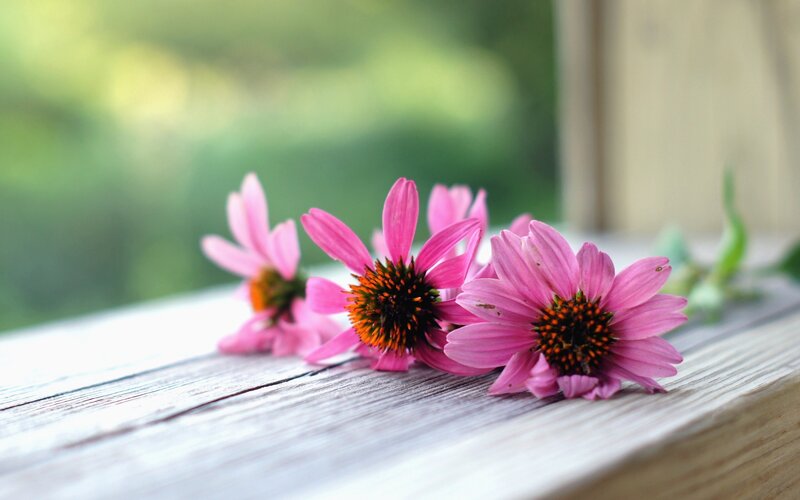 Pink Coneflowers on Wood