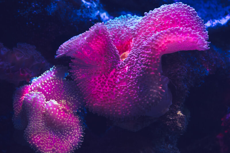Pink Coral Polyps