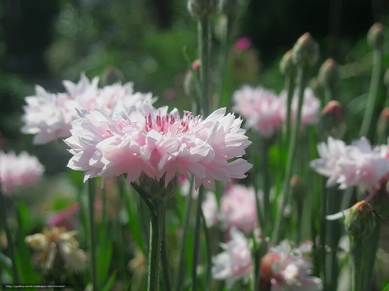 Pink Cornflowers in Garden