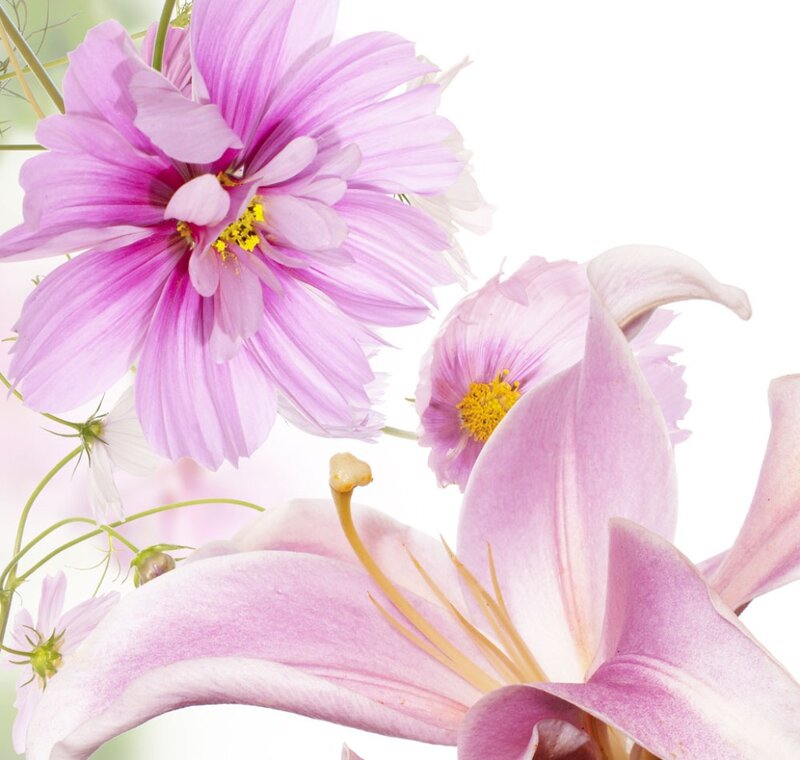 Pink Cosmos and Lily Flowers
