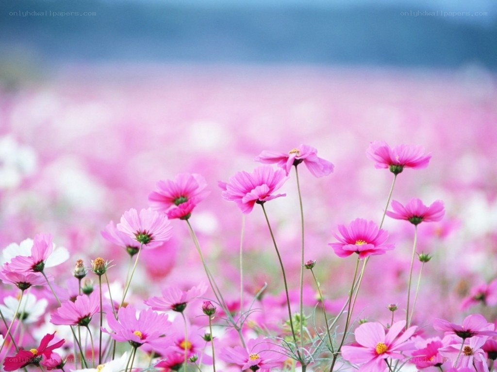 Pink cosmos field