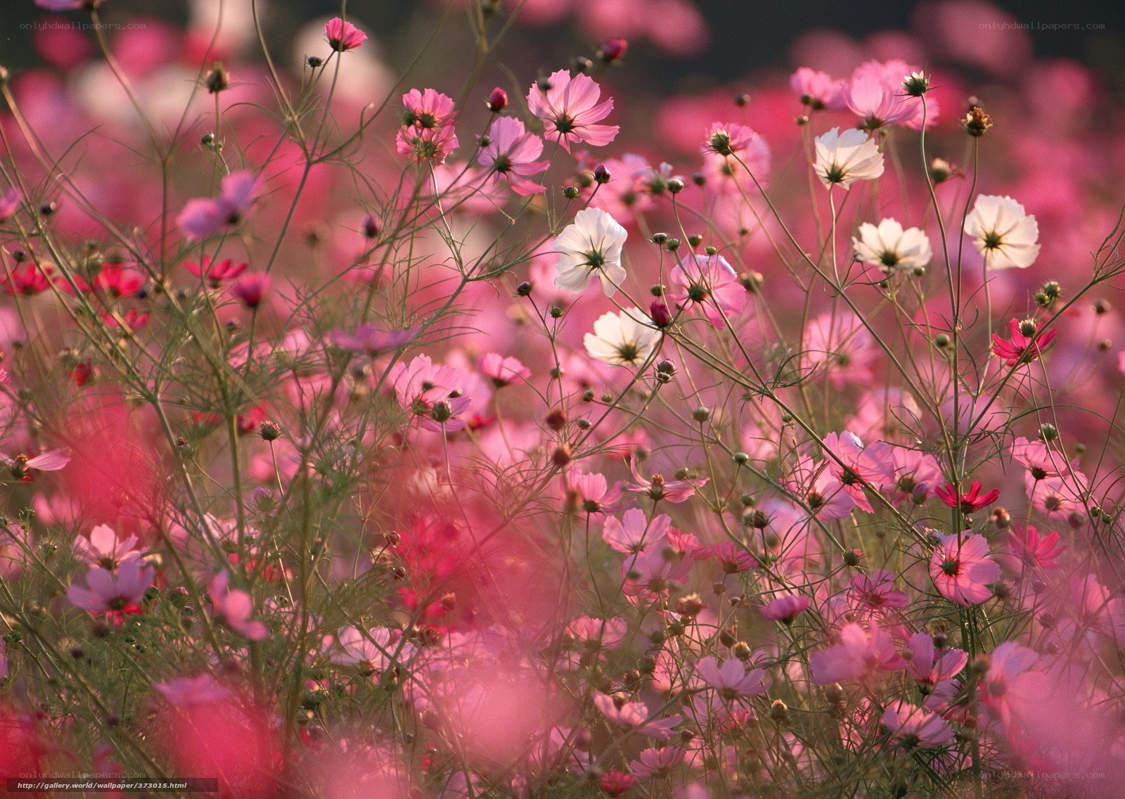 Pink cosmos field at sunset