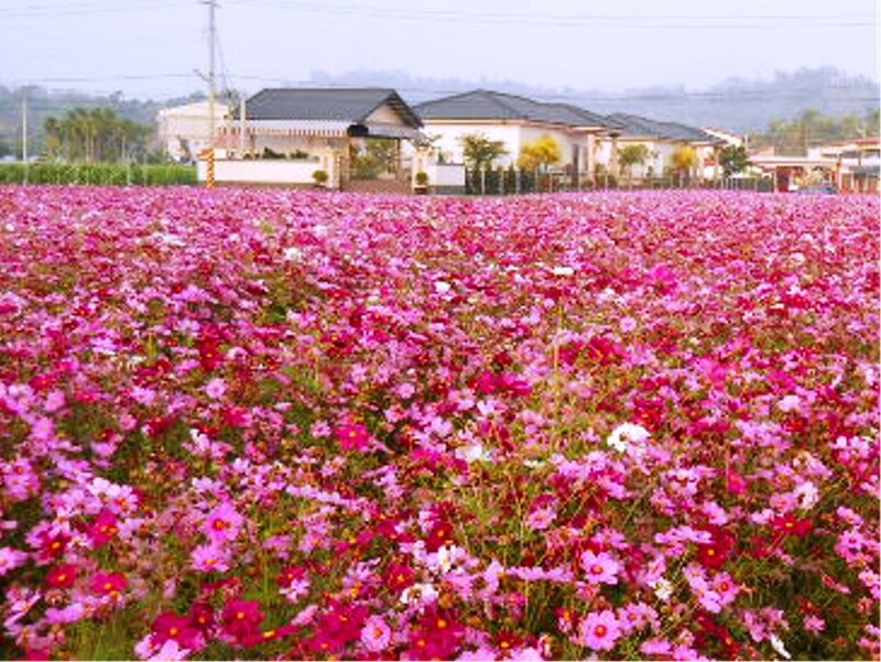 Pink Cosmos Field — Calm