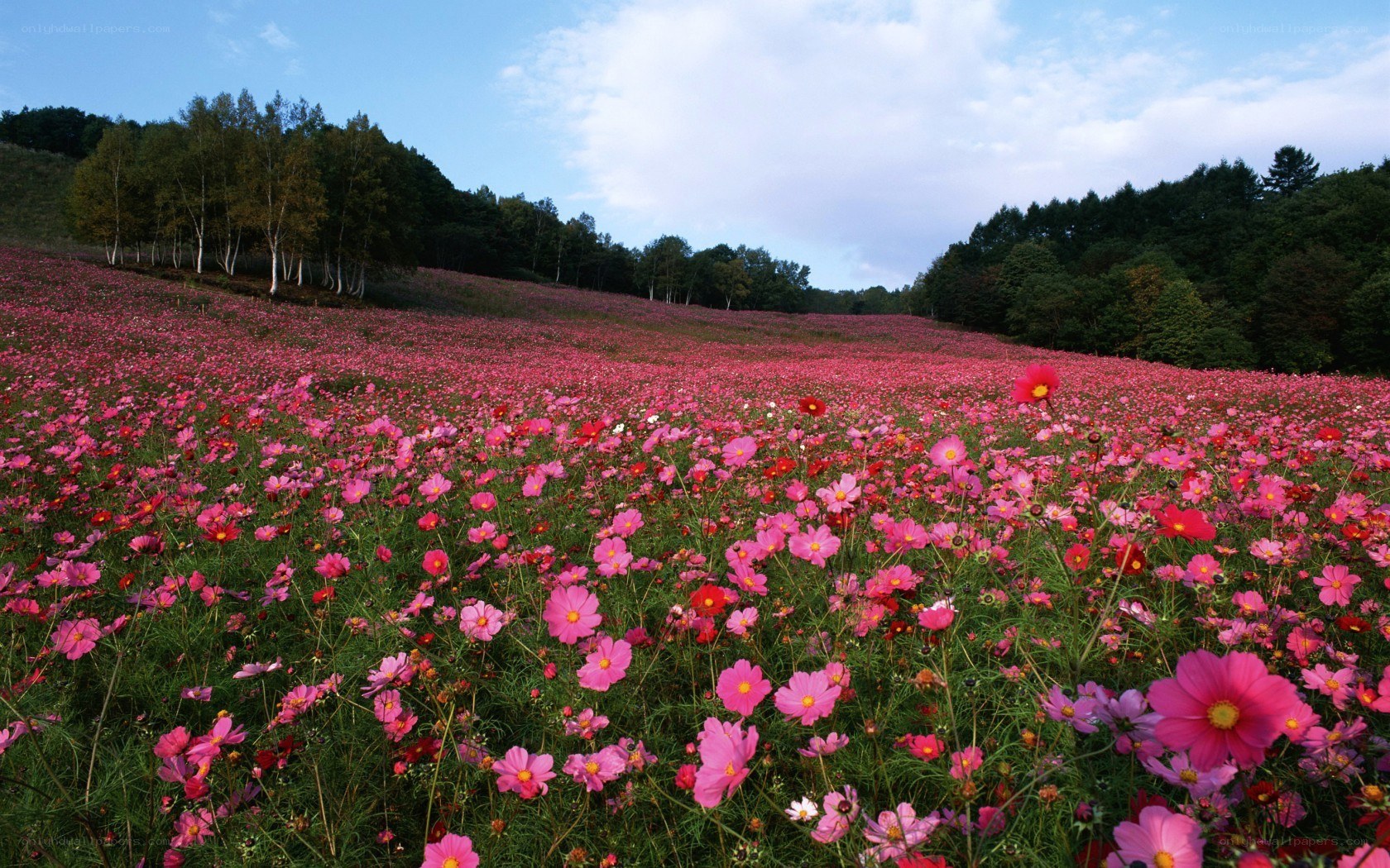Pink cosmos field in autumn