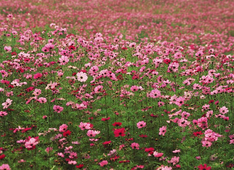 Pink cosmos field in bloom